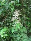 Aruncus dioicus